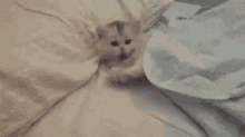 Miau Cute Cat GIF - Miau Cute Cat Just Woke Up GIFs