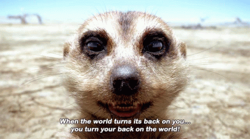 The Lion King Timon GIF - The Lion King Timon When The World Turns Its Back  On You - Discover & Share GIFs