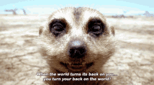 The Lion King Timon GIF - The Lion King Timon When The World Turns Its Back On You GIFs
