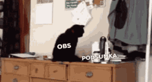 Inside Joke Cat GIF - Inside Joke Cat Obs GIFs