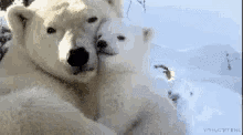 Polar Bears Cubs GIF - Polar Bears Cubs Wild Animals GIFs