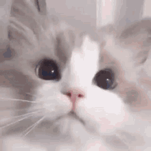 Jungkook Cat GIF - Jungkook Cat Jieiol GIFs