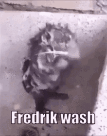 Fredrik Wash GIF - Fredrik Wash Fredrik Wash GIFs