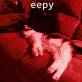 Eepy Eepy Cat GIF - Eepy Eepy Cat Thomas GIFs