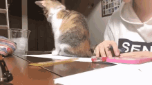 勉強　ねこ　猫　邪魔 GIF - Cat Study Annoying GIFs