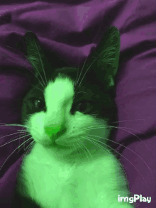 Cat Paw GIF - Cat Paw GIFs