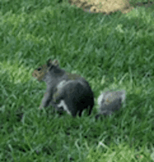 Funny Squirrel GIF - Funny Squirrel Itchy GIFs