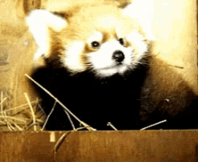 Red Panda Hide GIF - Red Panda Hide GIFs