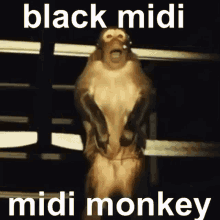 Black Midi Monkey GIF - Black Midi Monkey Sugar Tzu GIFs