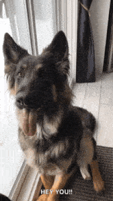 a german shepherd dog sitting in front of a window with its tongue out