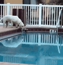 Dog Cleaning Pool Take Out Of Pool GIF - Dog Cleaning Pool Take Out Of Pool Cleaning Pool GIFs