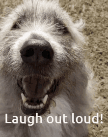 Kratu Laugh GIF - Kratu Laugh Laughing Dog GIFs