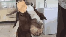 Funny Animals Goats GIF - Funny Animals Goats GIFs