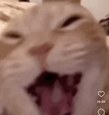Laughing Cat Cat Laughing GIF