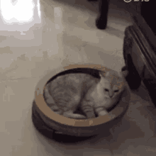 貓咪 Cat GIF - 貓咪 Cat 掃地機 GIFs