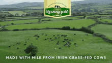 Kerrygold Grass GIF - Kerrygold Grass Grass Fed GIFs