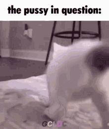 The Pussy In Question GIF - The Pussy In Question GIFs
