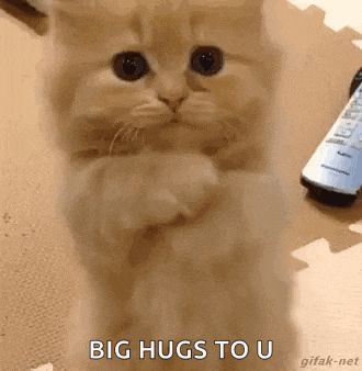 a cat is standing on its hind legs and giving a big hug to a person .
