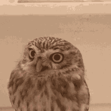 Owl Funny Animals GIF
