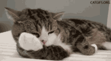 Cat Kitten GIF - Cat Kitten Pet GIFs