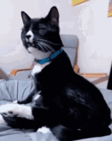 Squint Cat GIF - Squint Cat Meow GIFs