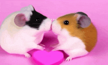 Hamsters Kiss GIF - Hamsters Kiss Love GIFs
