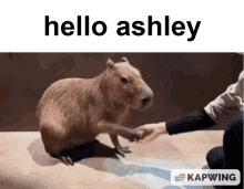 Ashley Capybara GIF - Ashley Capybara Hello GIFs