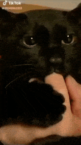 Black Cat GIF - Black Cat Black Cat GIFs