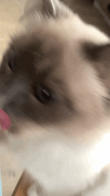 Jay Meow Cat GIF
