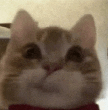 a close up of a cat 's face wearing a red bow tie .