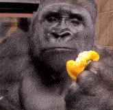 Gorilla Eating GIF - Gorilla Eating Gorilla Eating GIFs