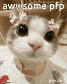 a cat with pink bows on its head says awwsome pfp on the bottom