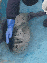 a person in blue gloves petting a seal in the water
