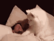 C'Mon, Wake Up GIF - Dogs Cute Pet GIFs