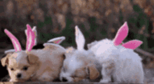 Easter Easter Bunny GIF - Easter Easter Bunny Dog GIFs
