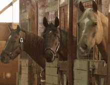 Horses Staring GIF - Horses Staring Stable GIFs