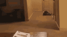 Funny Roll GIF - Funny Roll Cat GIFs