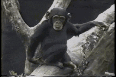 Bonobo  Ugly animals, Monkeys funny, Funny animals