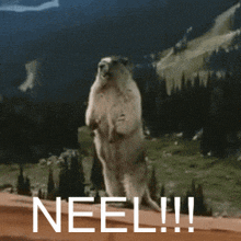 a ground squirrel standing on its hind legs with the word neel written on the bottom
