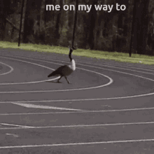 Goose Walk GIF - Goose Walk Me On My Way GIFs