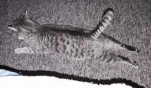 Tail Cat GIF - Tail Cat Wagging GIFs