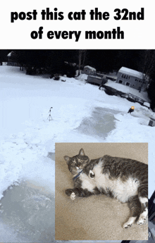 Post This Cat 32 GIF - Post This Cat 32 Shitquest GIFs