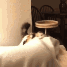Headbanging Cat Headbang GIF - Headbanging Cat Headbang Cat GIFs