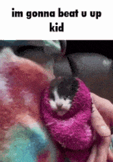 Kitten Blanket GIF - Kitten Blanket Punching GIFs