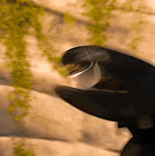 Toothless Cute GIF - Toothless Cute Silly GIFs