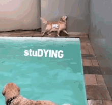Dog Studying GIF - Dog Studying Pool GIFs