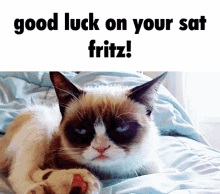 fritz fritz sat sat grumpy cat good luck