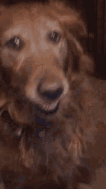 a close up of a dog 's face with blue eyes