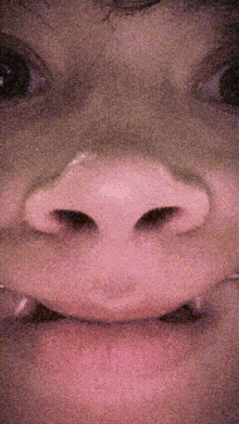 a close up of a person 's face with a pig nose