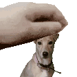 a person is petting a small dog 's head .